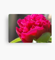 First Peony of 2011 Canvas Print