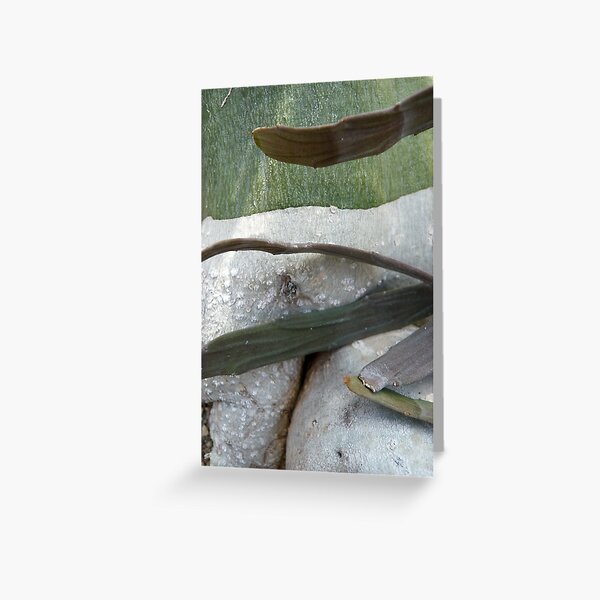 Quess what! Greeting Card