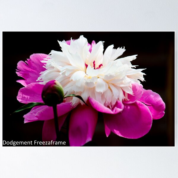 Item preview, White & Pink Peony designed and sold by freezaframe.