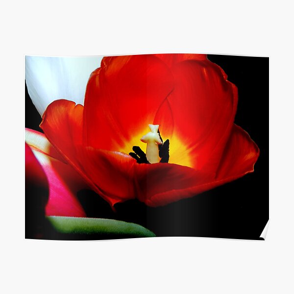 Nature's spring beauty © Poster