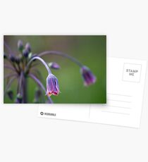 Bell Flower Postcards