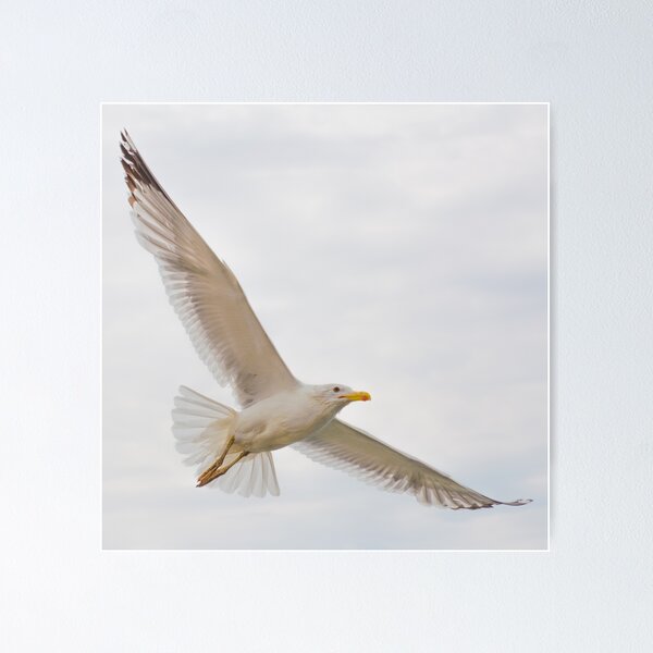 Item preview, Fly to freedom designed and sold by hayrettinsokmen.