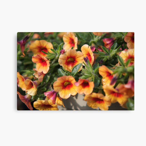 Orange Flowers Canvas Print