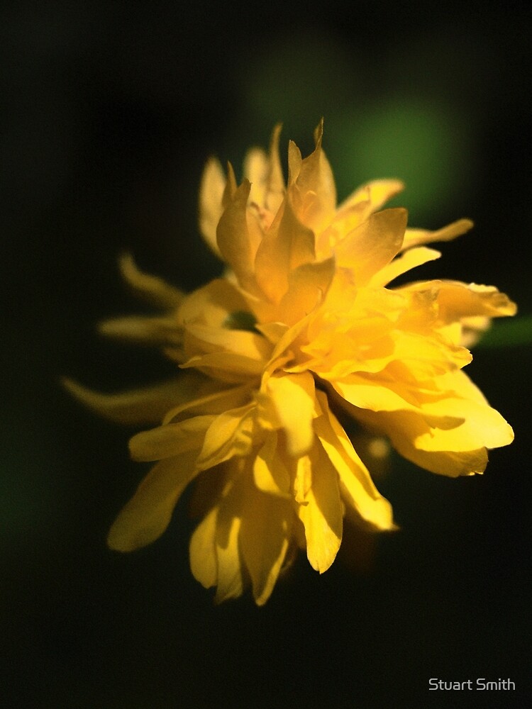 Beautiful Yellow Flower in Full Bloom by StuartImagery