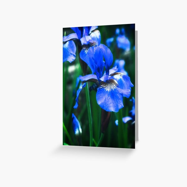 Blue Iris Flower - Art Photography Greeting Card