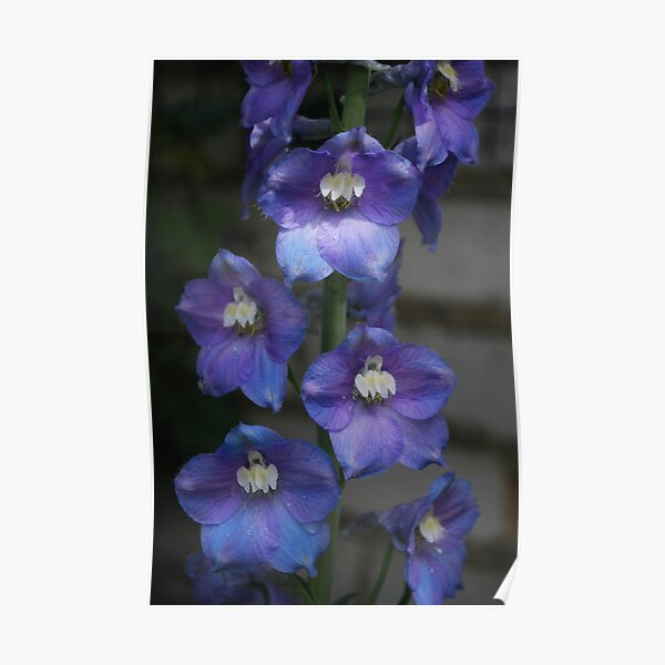 Perfect Purple Poster