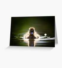The Inquisitive Duckling Greeting Card
