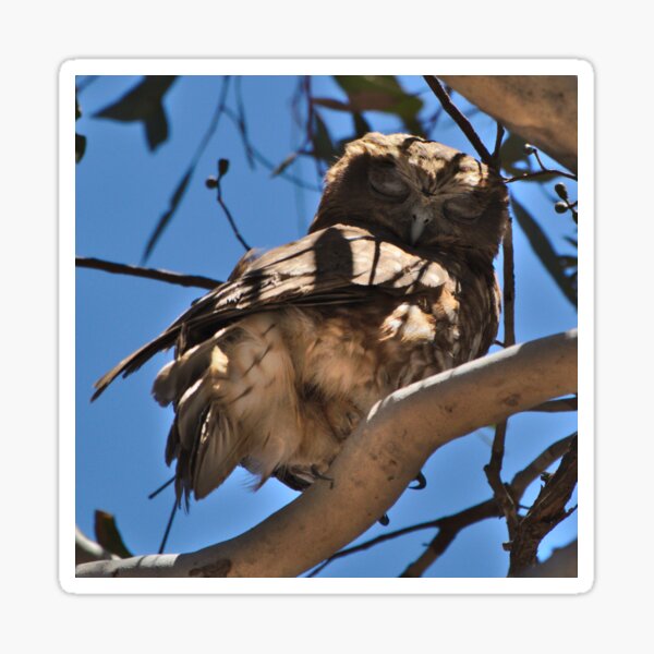 A Boobook Owl With Its Eyes Closed Sticker