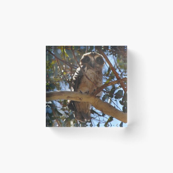Item preview, An Alert Looking Boobook Owl designed and sold by Jason Gilbert.