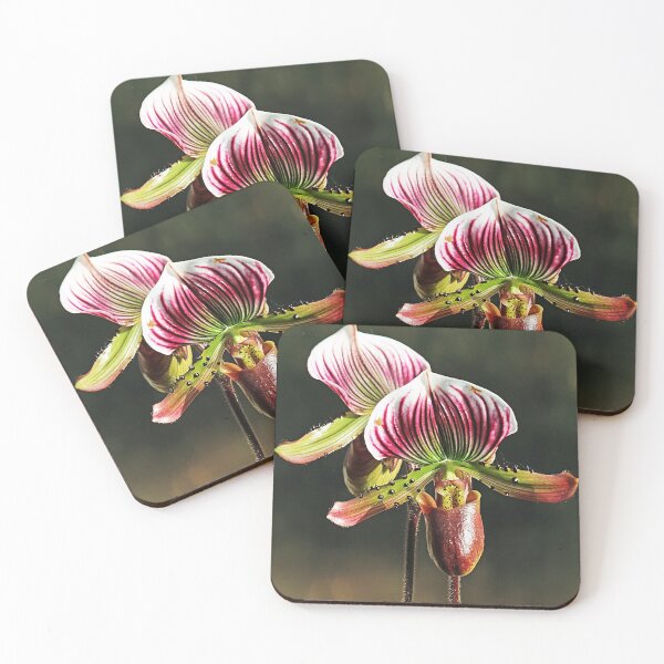 Item preview, Paphiopedium hybrid orchid designed and sold by John Thurgood.