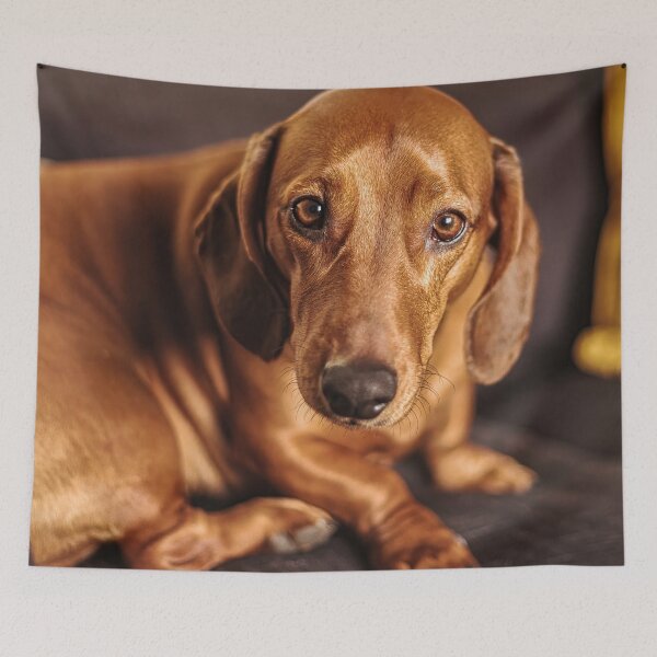 Item preview, Dachshund on couch designed and sold by wolfgangrainer.