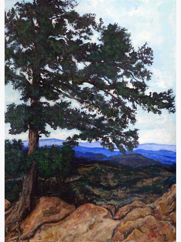 Flagstaff Mountain Tree by donnaroderick