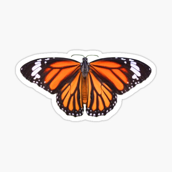 Butterfly Design - Common Tiger Butterfly Sticker