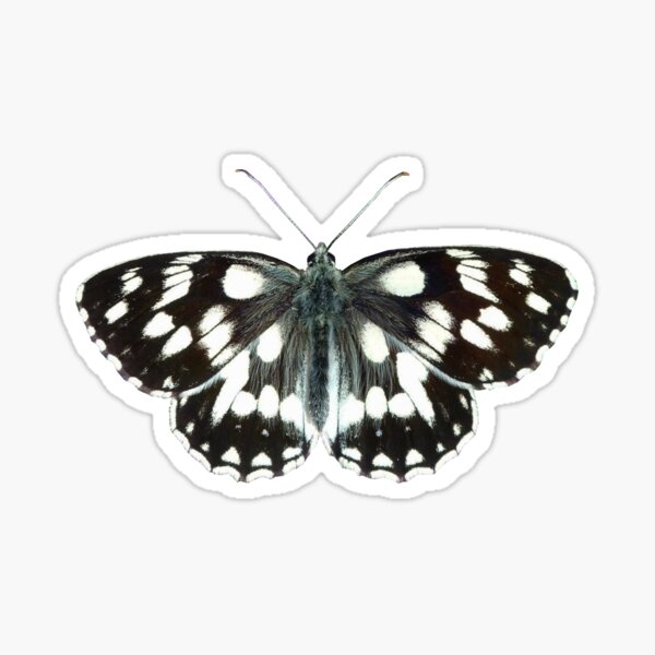"Butterfly Design Marbled White Butterfly" Sticker for Sale by