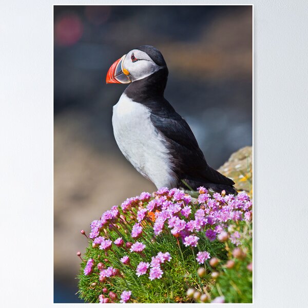 Item preview, Puffin therapy designed and sold by Shaun Whiteman.