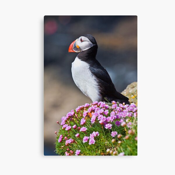 Item preview, Puffin therapy designed and sold by Shaun Whiteman.