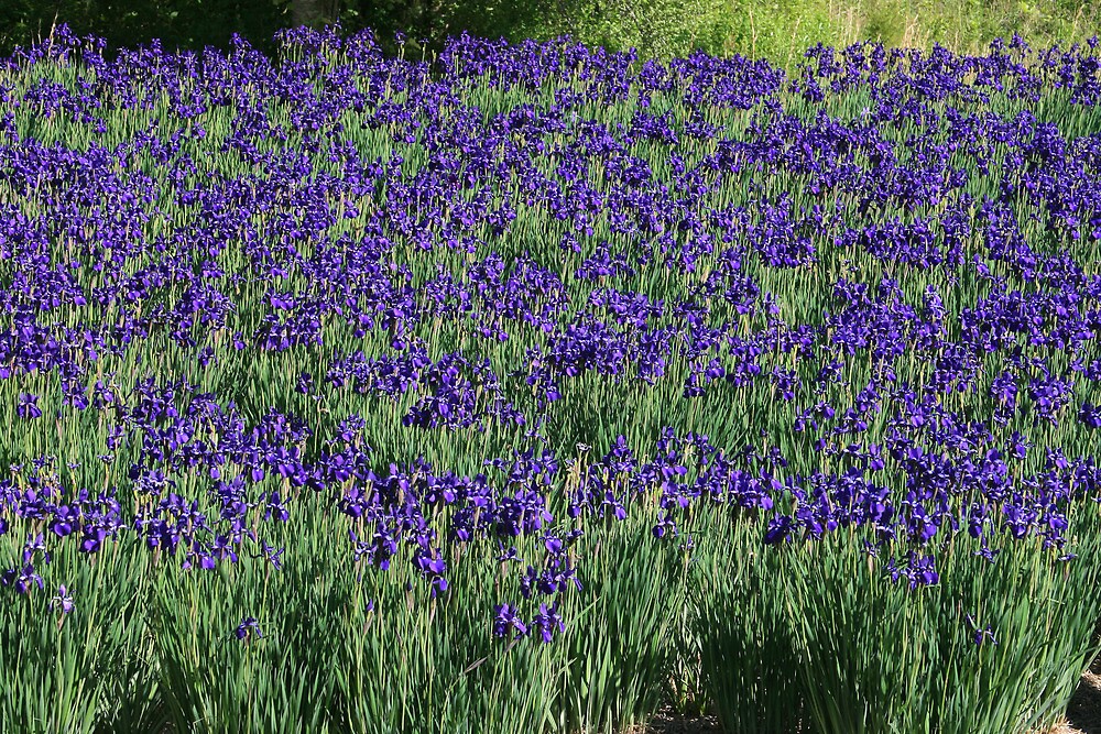 A Field Of Blue Iris By Karen Kaleta Redbubble A Field Of Blue Iris By Karen Kaleta Redbubble