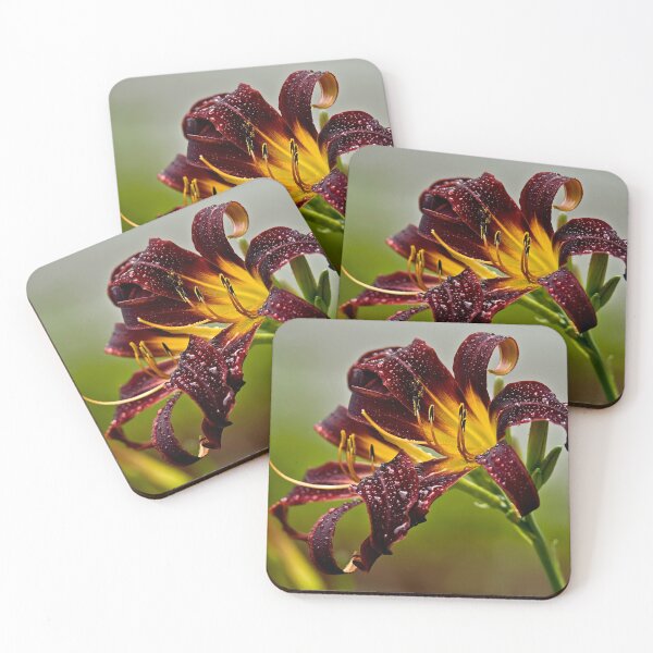 Item preview, "Black Plush" Daylily designed and sold by Michael Cummings.