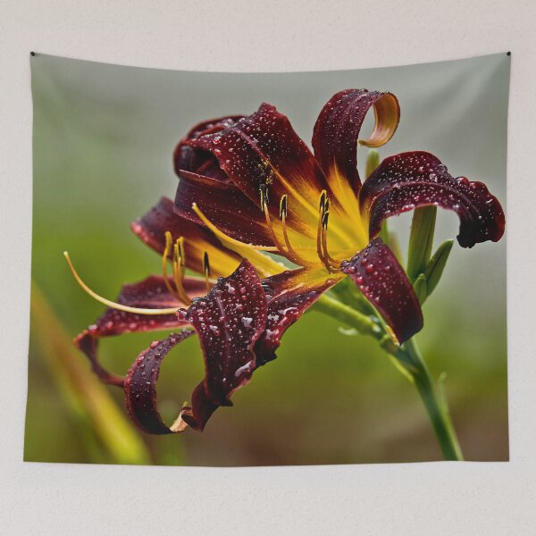 Item preview, "Black Plush" Daylily designed and sold by Michael Cummings.