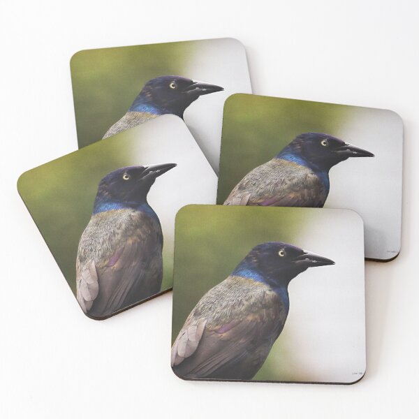 Item preview, Common Grackle designed and sold by Yannik Hay.