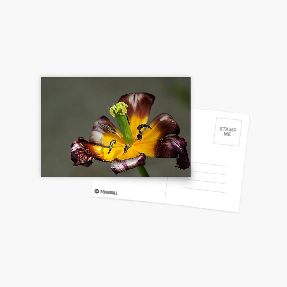 Item preview, Postcard designed and sold by steppeland.