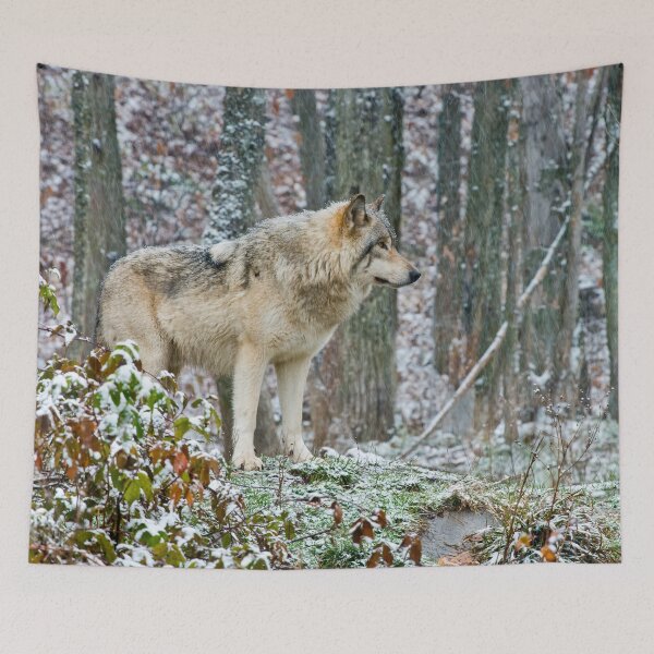 Item preview, Gray Wolf In Winter designed and sold by Michael Cummings.