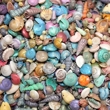 Artwork thumbnail, Shells, Shells, Shells by AuntDot