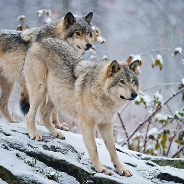 Artwork thumbnail, Two Gray Wolves by Michael Cummings