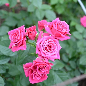 Artwork thumbnail, Pink Roses by jstxrm