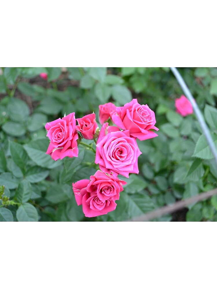 Thumbnail 3 of 3, Scarf, Pink Roses designed and sold by jstxrm.