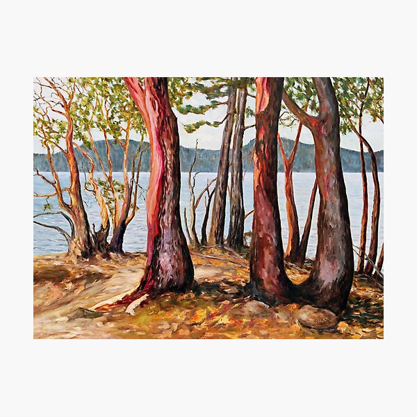 Morning With Arbutus Trees Photographic Print
