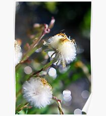 Parachutes for Plants Poster