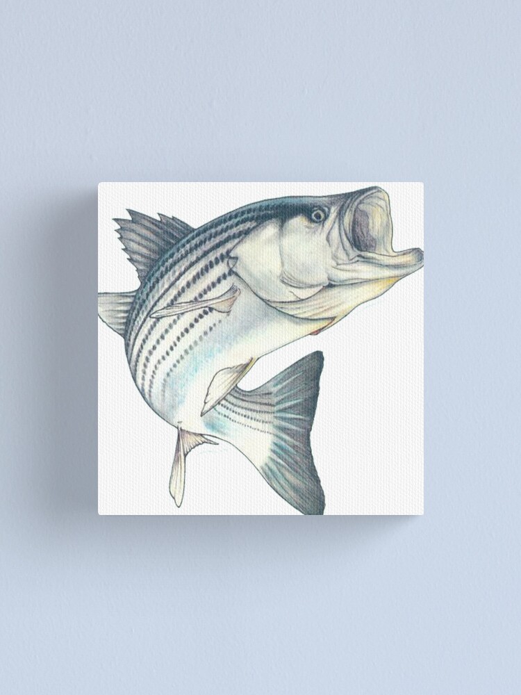 Striped Bass Fishing | Canvas Print