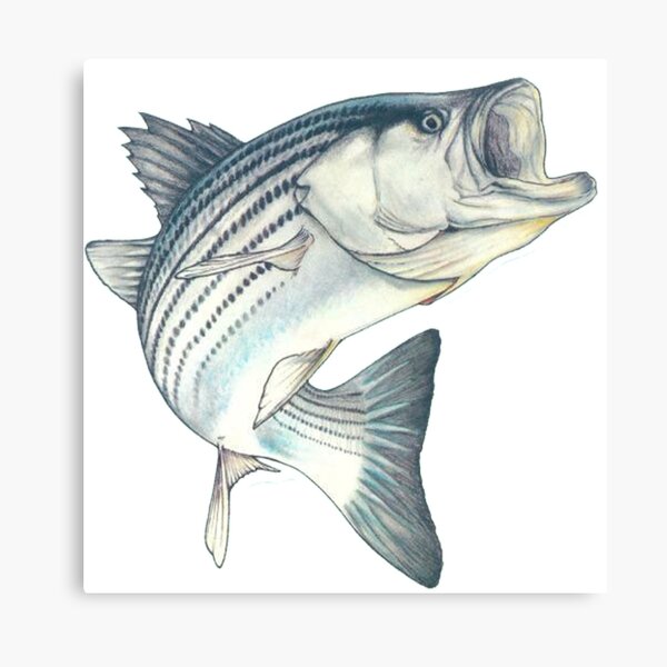 Patent77 Canvas Prints - Striped Bass Fishing Lure ( Animals > Sea Life > Fish > Bass art) - 26x18 in