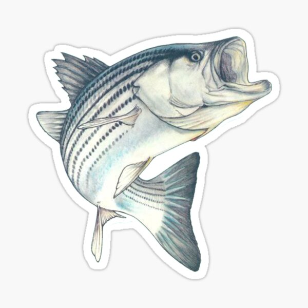 Striped Bass Fishing Sticker for Sale by unionpride