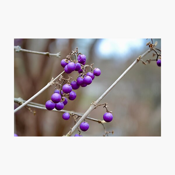 Item preview, Purpleberries designed and sold by jstxrm.