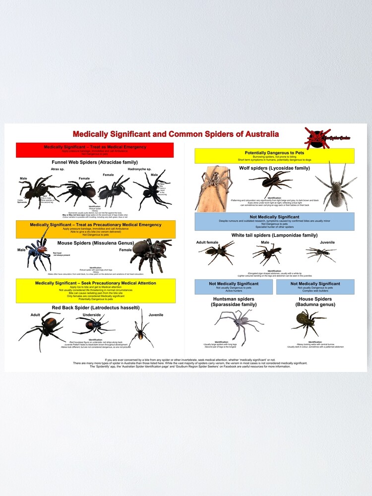 Common Australian Spiders - How Dangerous are they?