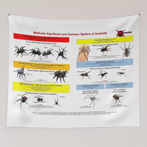 Item preview, Medically Significant and Common Spiders of Australia designed and sold by Spider-Seeker.