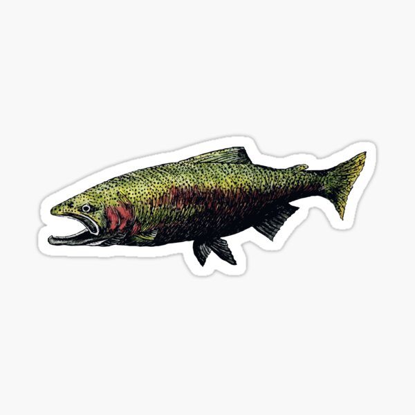 Steelhead Life Cycle Sticker