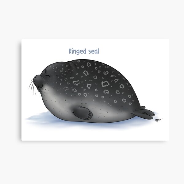 Featured image of post Drawing Pencil Ringed Seal / Just learn not to be afraid to draw.