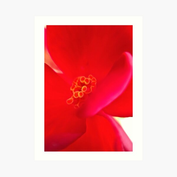 Red Flower Art Print