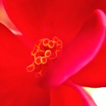 Artwork thumbnail, Red Flower by KatieSchutteArt