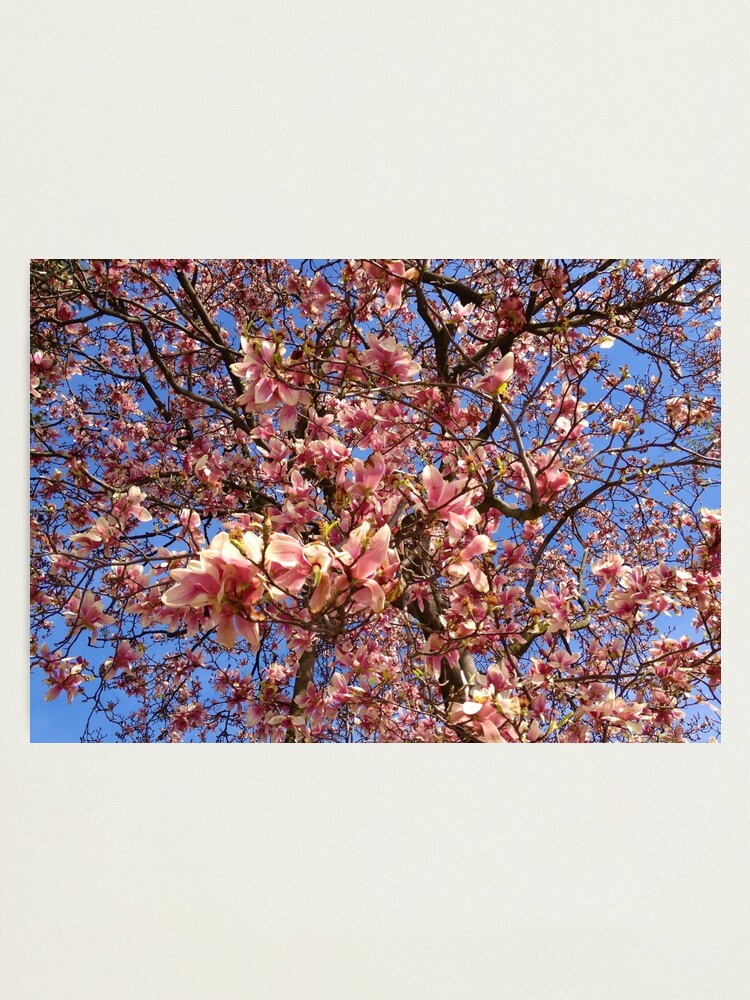 Alternate view of Spring Tree Photographic Print