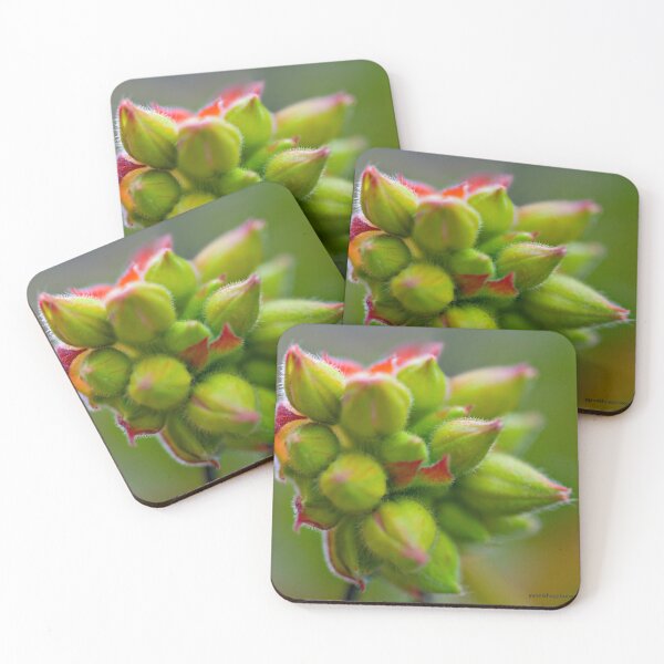Item preview, Hairy Buds (geranium) designed and sold by Yannik Hay.