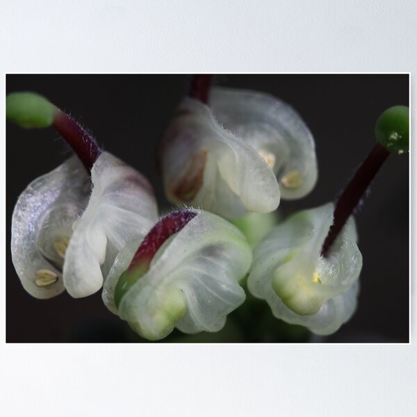 Item preview, Grevillea jephcottii  designed and sold by andrachne.