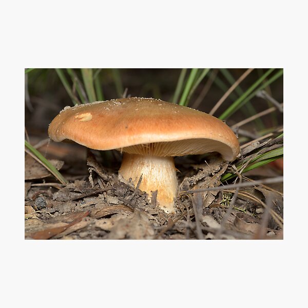Mushroom - Cortinarius sp. Photographic Print