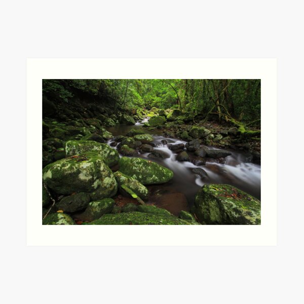 Lamington National Park Art Print