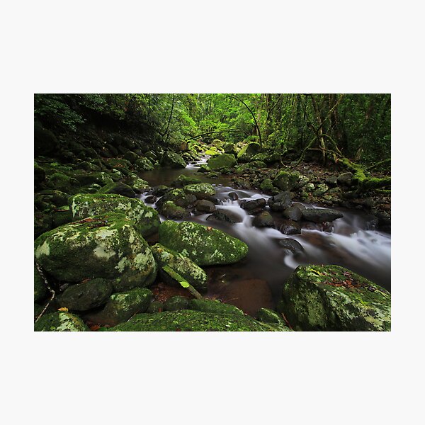 Lamington National Park Photographic Print