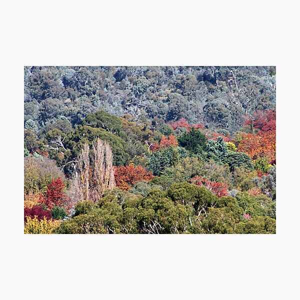 Autumn in Canberra Photographic Print