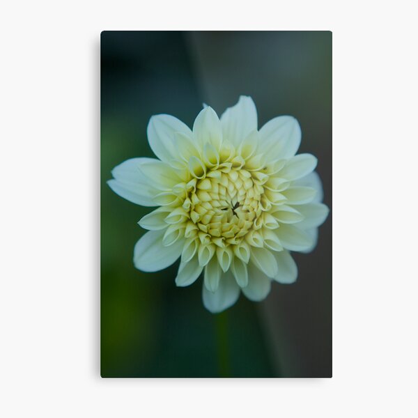 Beauty Metal Print
